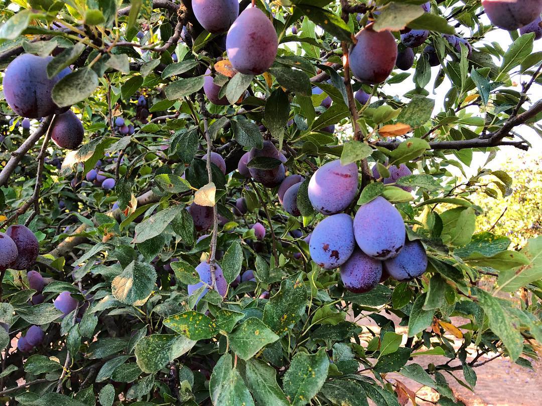 Mận Khô Hữu Cơ Taylor Organic Prunes 250g