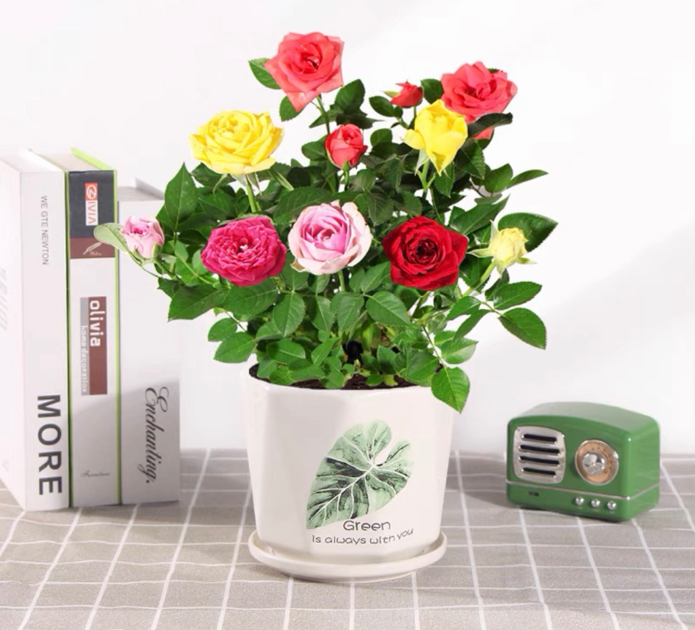 Chậu trồng cây size 17cm - kèm đĩa đựng nước