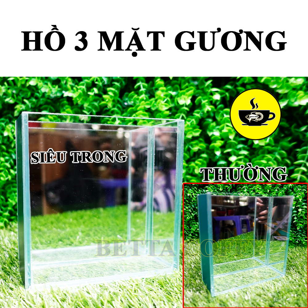 Hồ Show cá Betta & Guppy (Dấu keo) - Bể Cá bằng kính mini