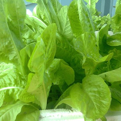 Hạt Giống Xà Lách Cao Sản (2gr)