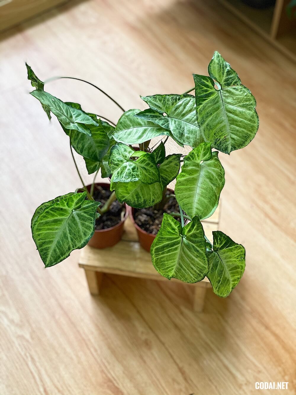 Chậu cây Syngonium podophyllum Imperial White Nephthytis