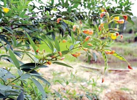 Hạt giống cây đậu săng ( đậu triều, đậu chiều, mộc đậu, đậu chè )gói 500gram