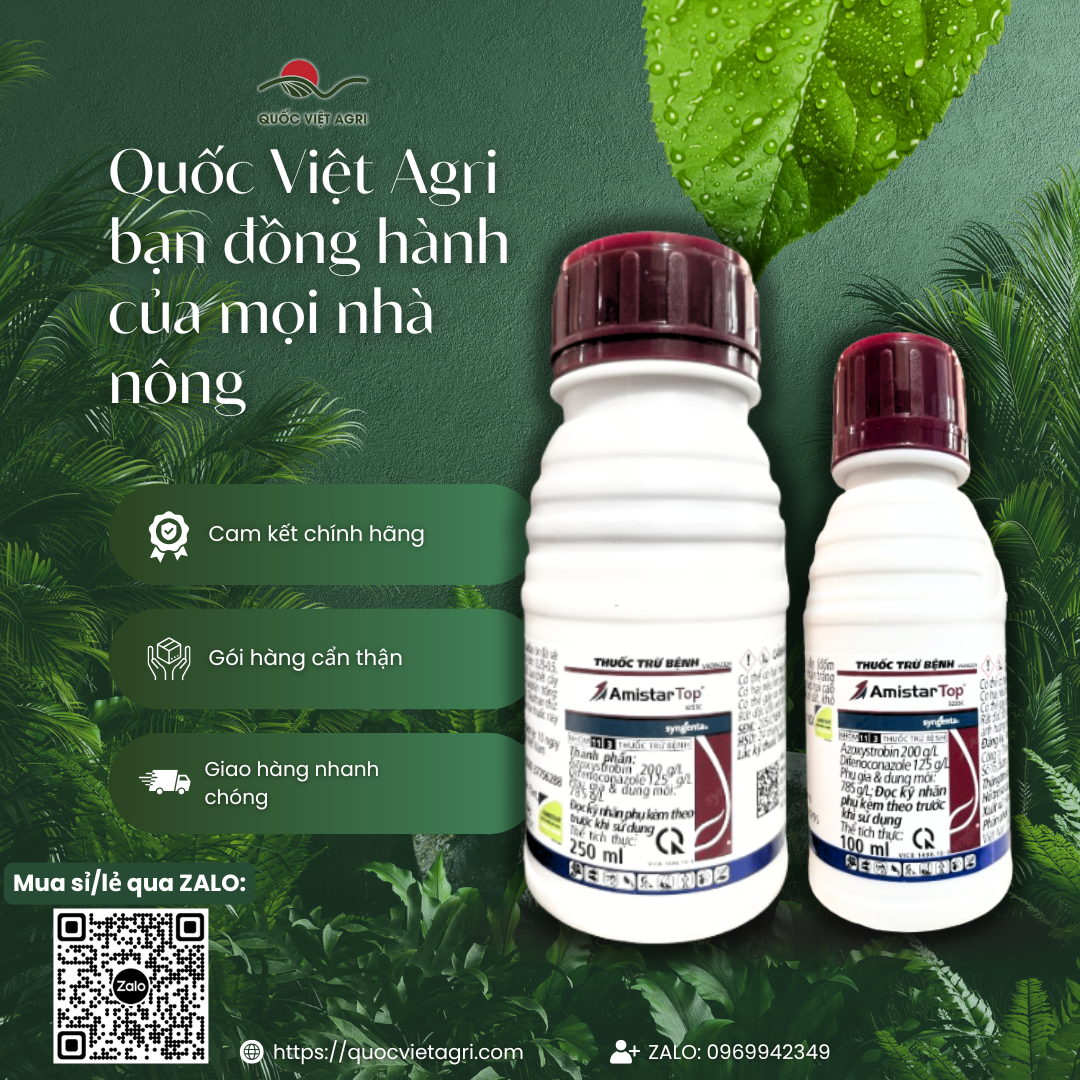 Pesticide Amistar Top 325Sc Syngenta (100ml - 250ml) - Azoxystrobin 200G/L + Difenoconazole 125G/L Treats Powdery Mildew, Seed Rot, Downy Mildew, Leaf Spots, Rust
