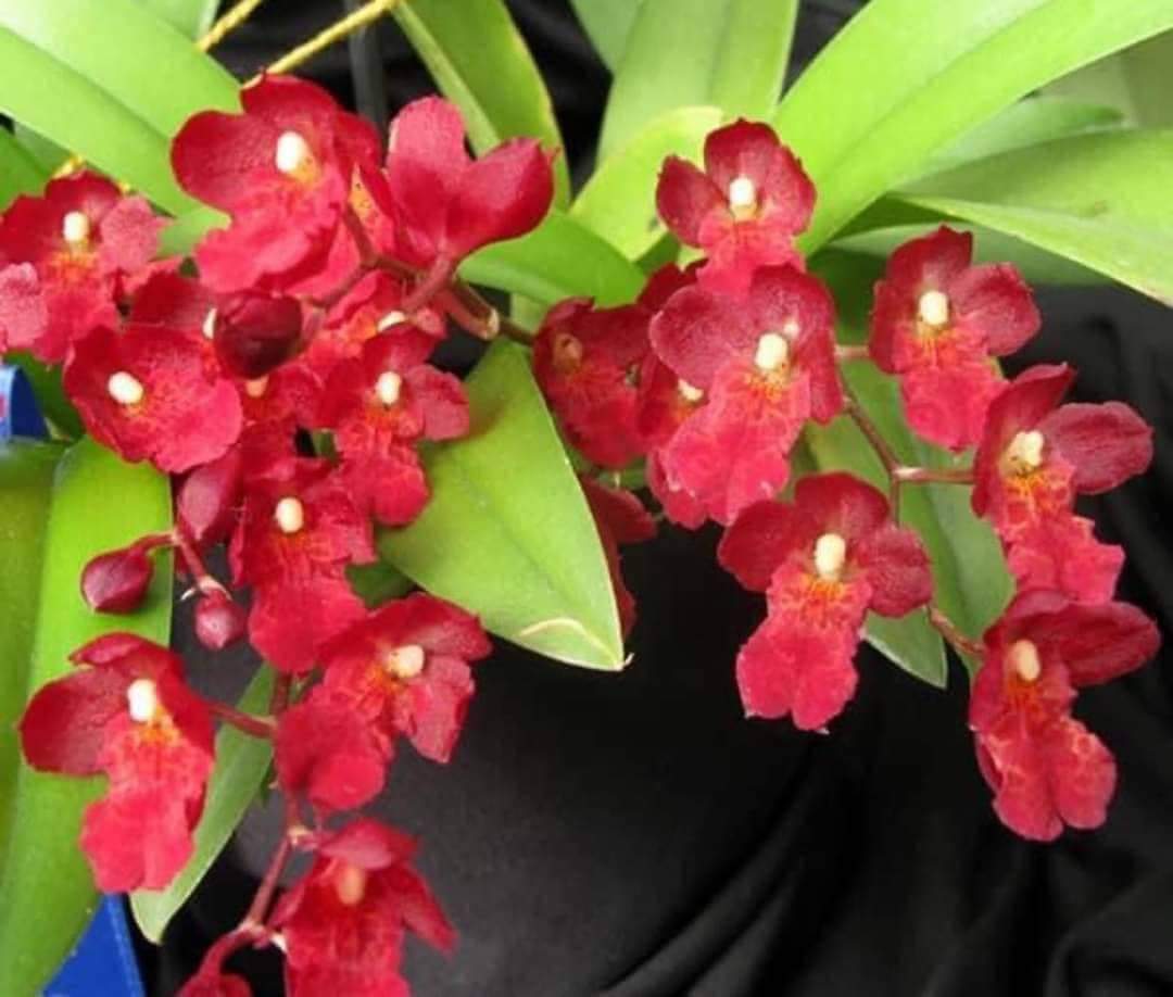 Vũ nữ lava chậu trưởng thành đang nụ hoặc sắp nụ hoa cây khỏe trồng chậu f12