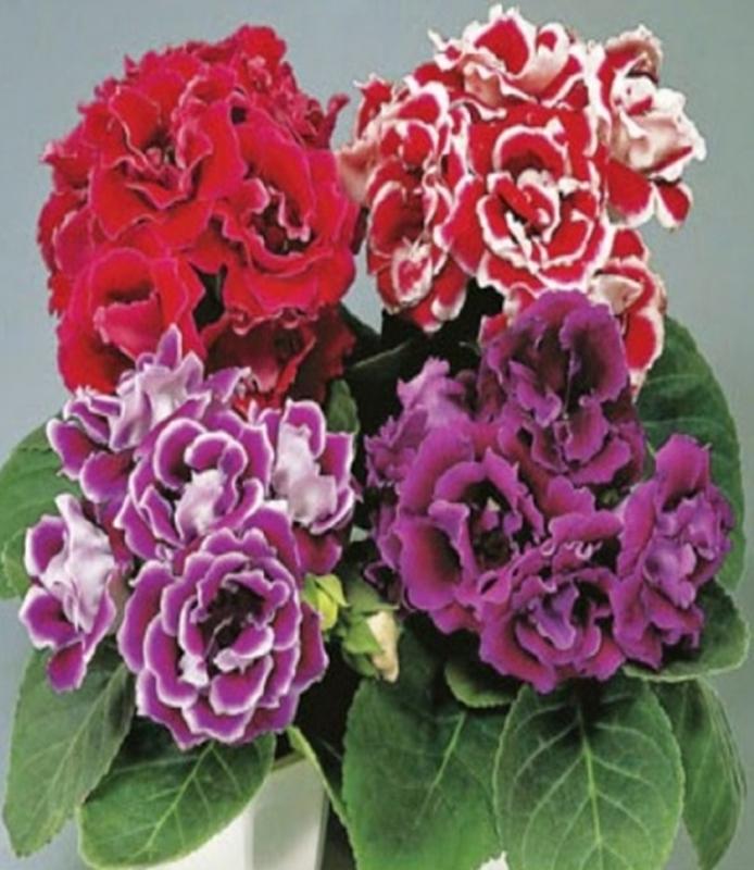50 Hạt giống hoa Tử la lan