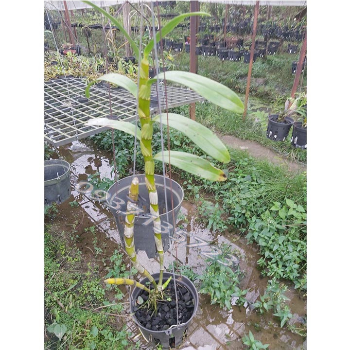 CÂY LAN Dendro Xuân màu trắng [ cây trưởng thành]