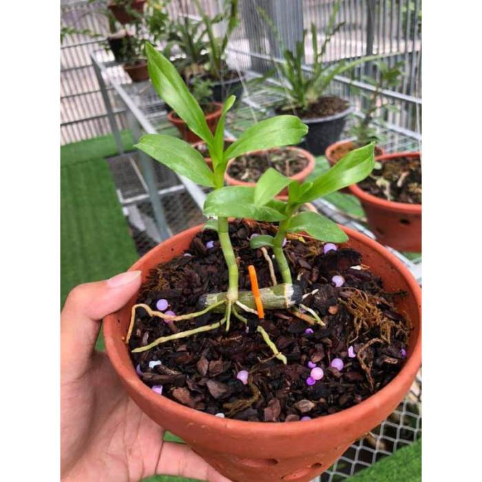 Combo 3 Cấy Phi Điệp 5 Cánh Trắng Phú Thọ Ki Năm 2