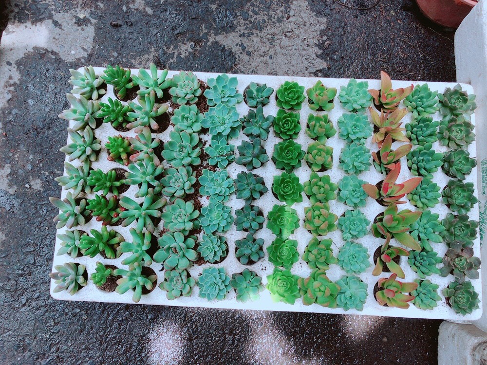 Combo 10 Cây Sen Đá Vỉ Ngẫu Nhiên