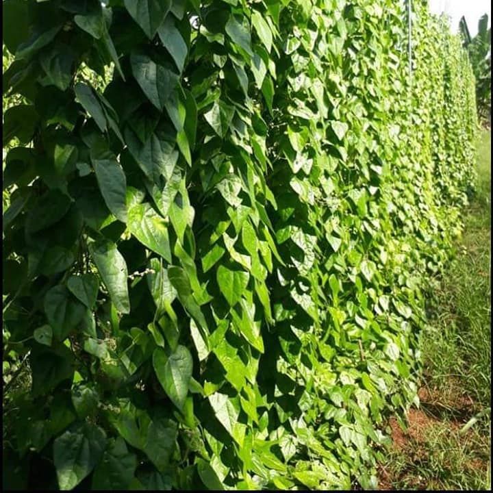 10 Hạt Giống Sương Sâm Lông