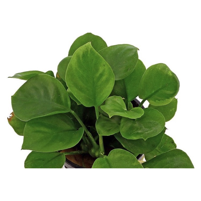 Anubias barteri var. 'round leaf' - cây ráy lá tròn mini - cây thuỷ sinh