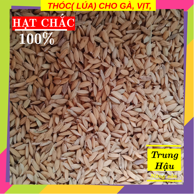 Thóc( Lúa) cho gà, vịt, chim, hạt chắc( 1 kg)