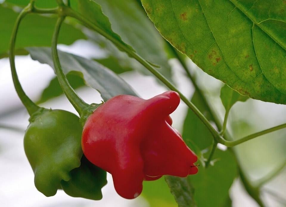 Hạt giống ớt chuông gió ( ớt hoa hồng ) 20 hạt/gói