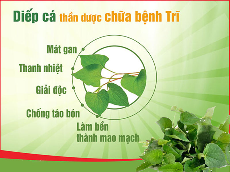 Bột Diếp Cá nguyên chất