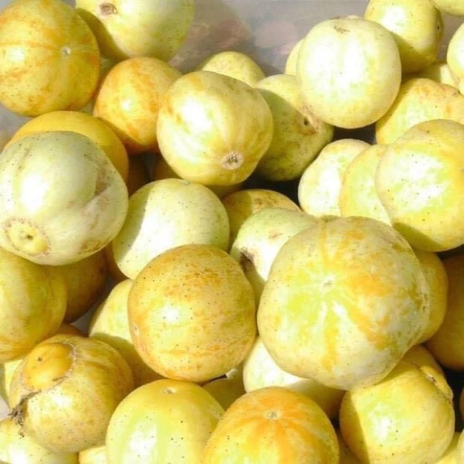 Hạt giống dưa chuột Baby Lemon