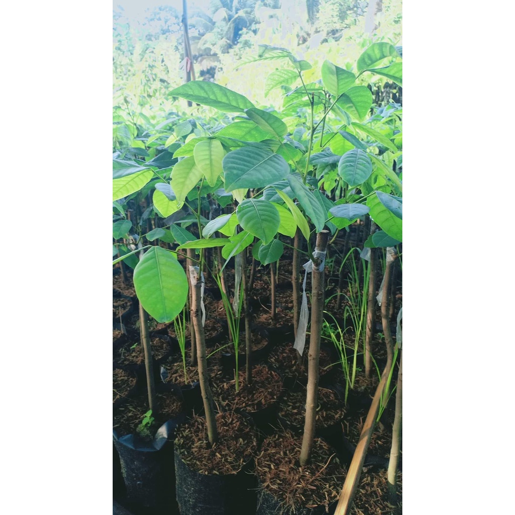 CÂY GIỐNG CHÔM CHÔM THÁI LÙN RUỘT VÀNG ( cây ghép chuẩn )