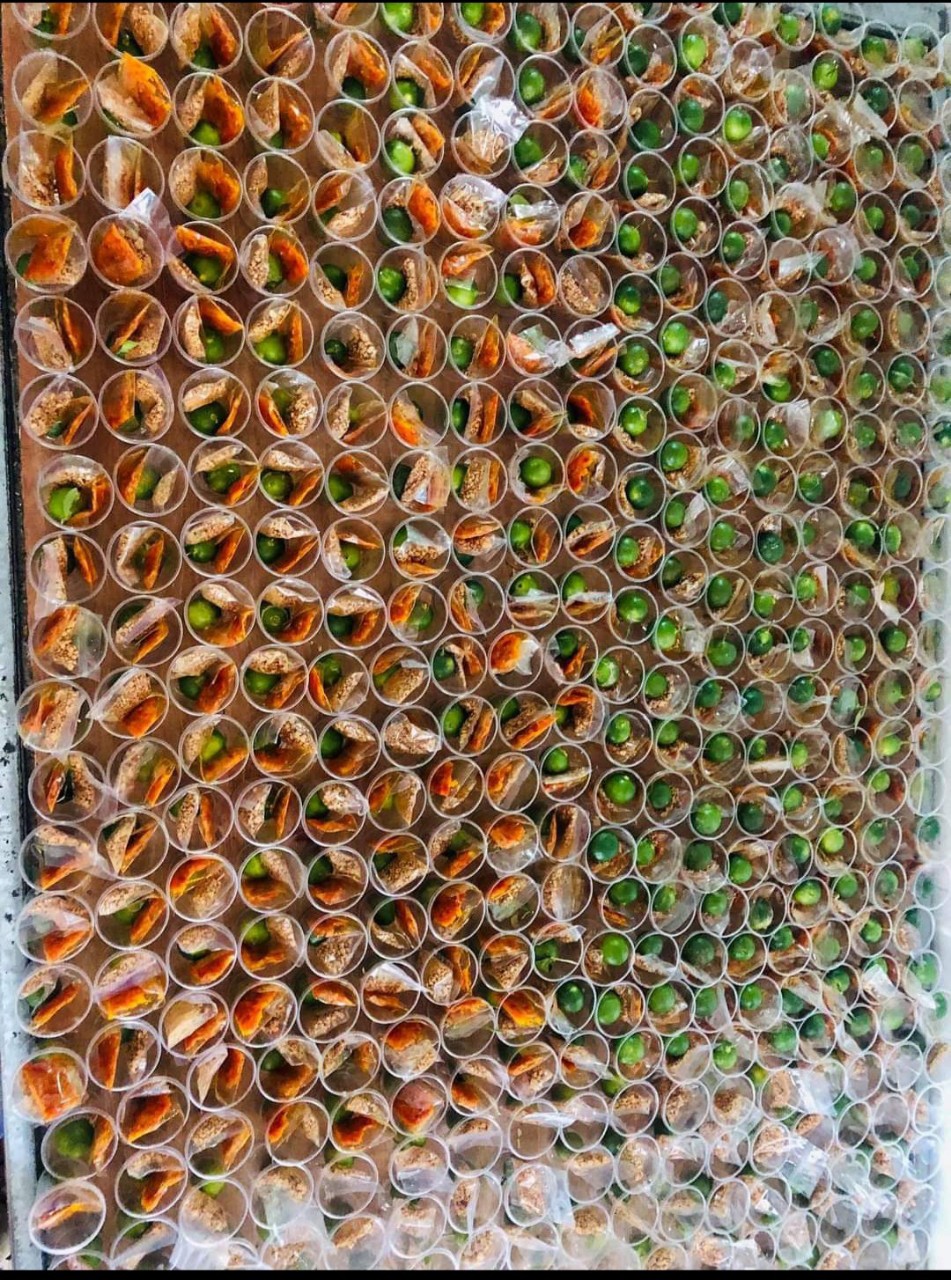 5 bịch bánh tráng suri sate tắc