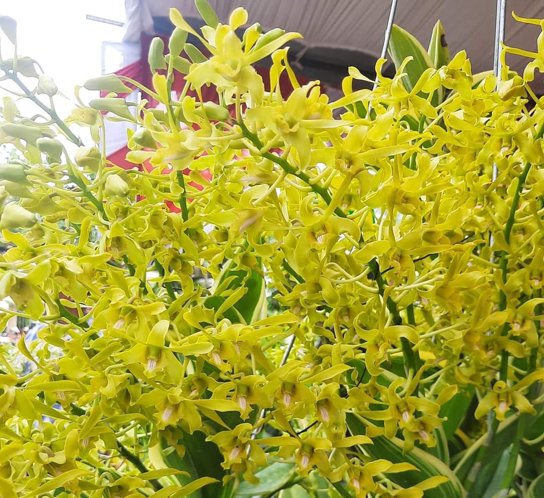 Hoa lan Dendro Rồng Xanh siêng hoa, hoa lâu tàn, chậu cây tơ