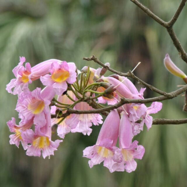 Cây kèn hồng cao 60-120cm.
