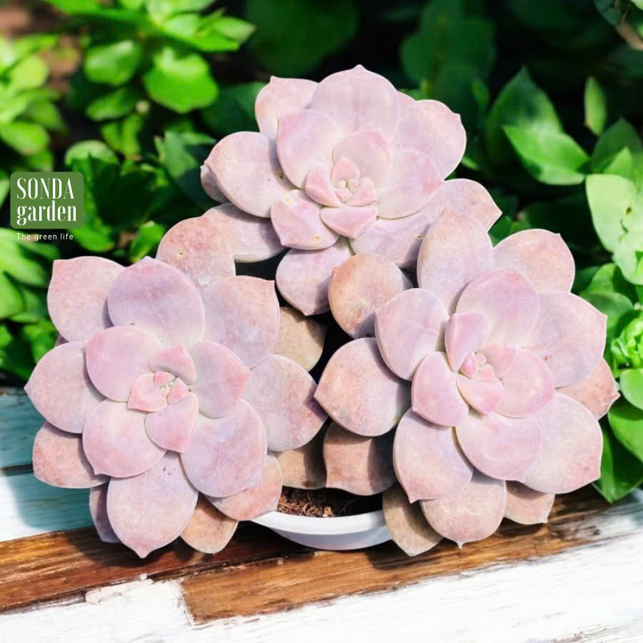 Sen đá dĩa hồng SONDA GARDEN size trung bình 10-12cm, cây cảnh trang trí nhà cửa, lỗi 1 đổi 1
