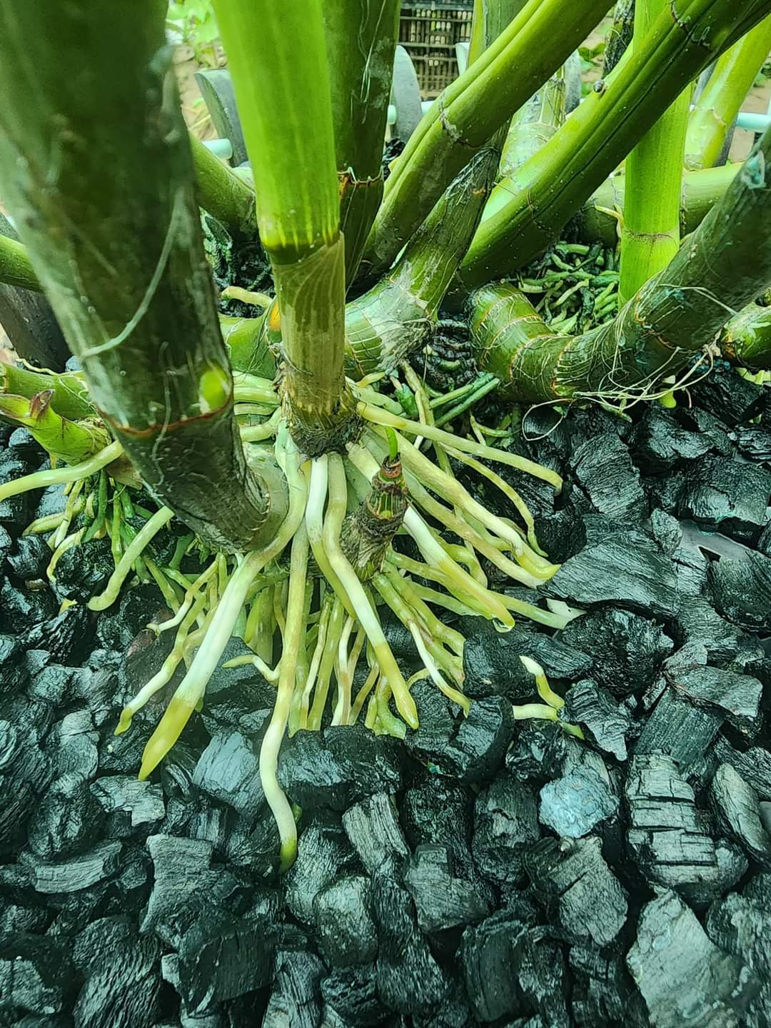 0.5 kg Than Củi Trồng Lan Đã Qua Xử Lý (nhiều kích thước)