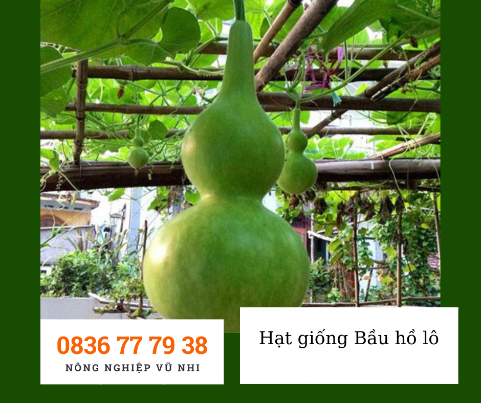 Hạt giống bầu hồ lô 1g
