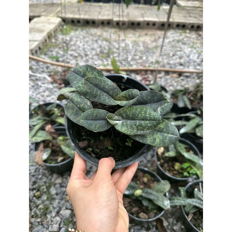 LAN HÀI GẤM 1 CHẬU TRỒNG THUẦN