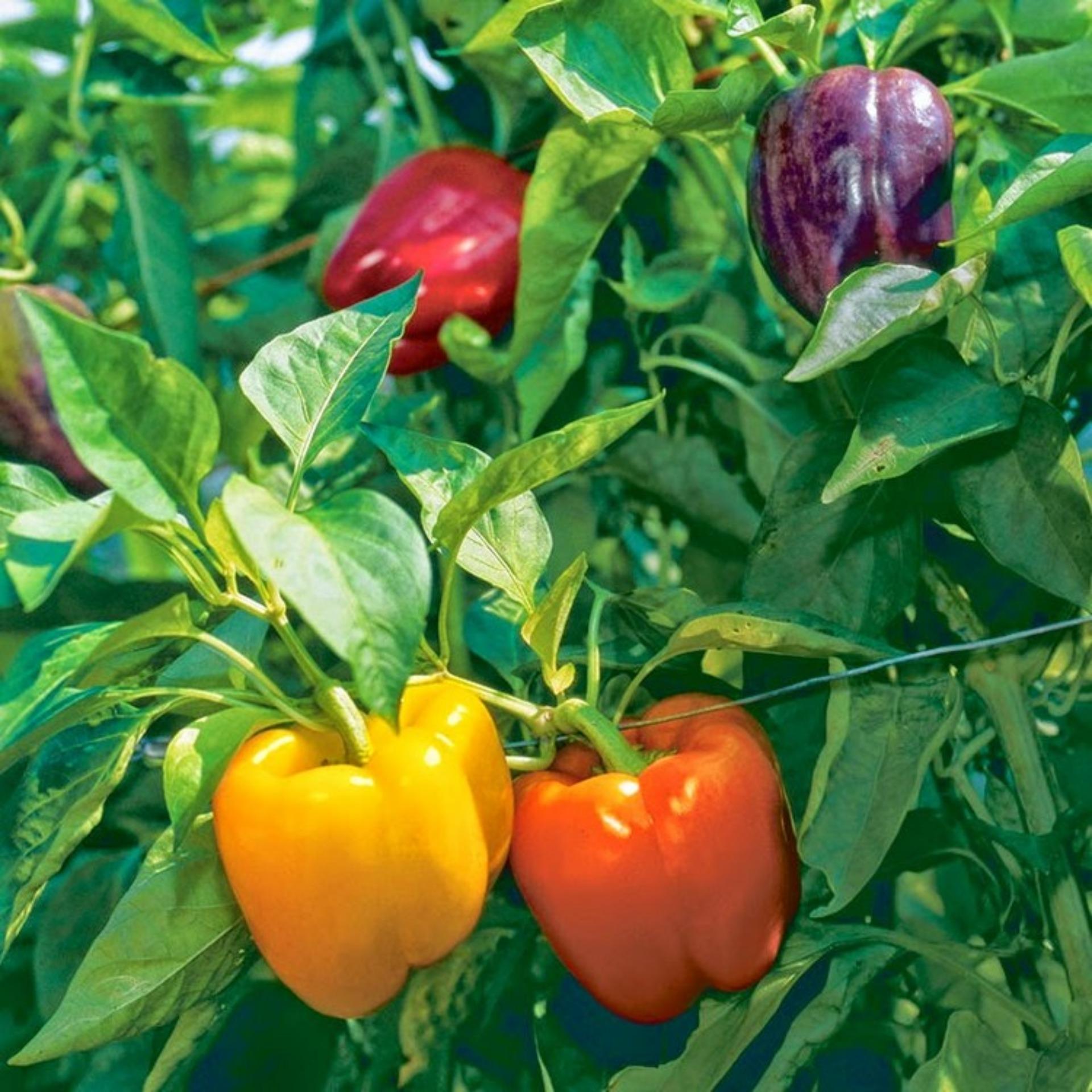 10 Hạt giống Ớt ngọt