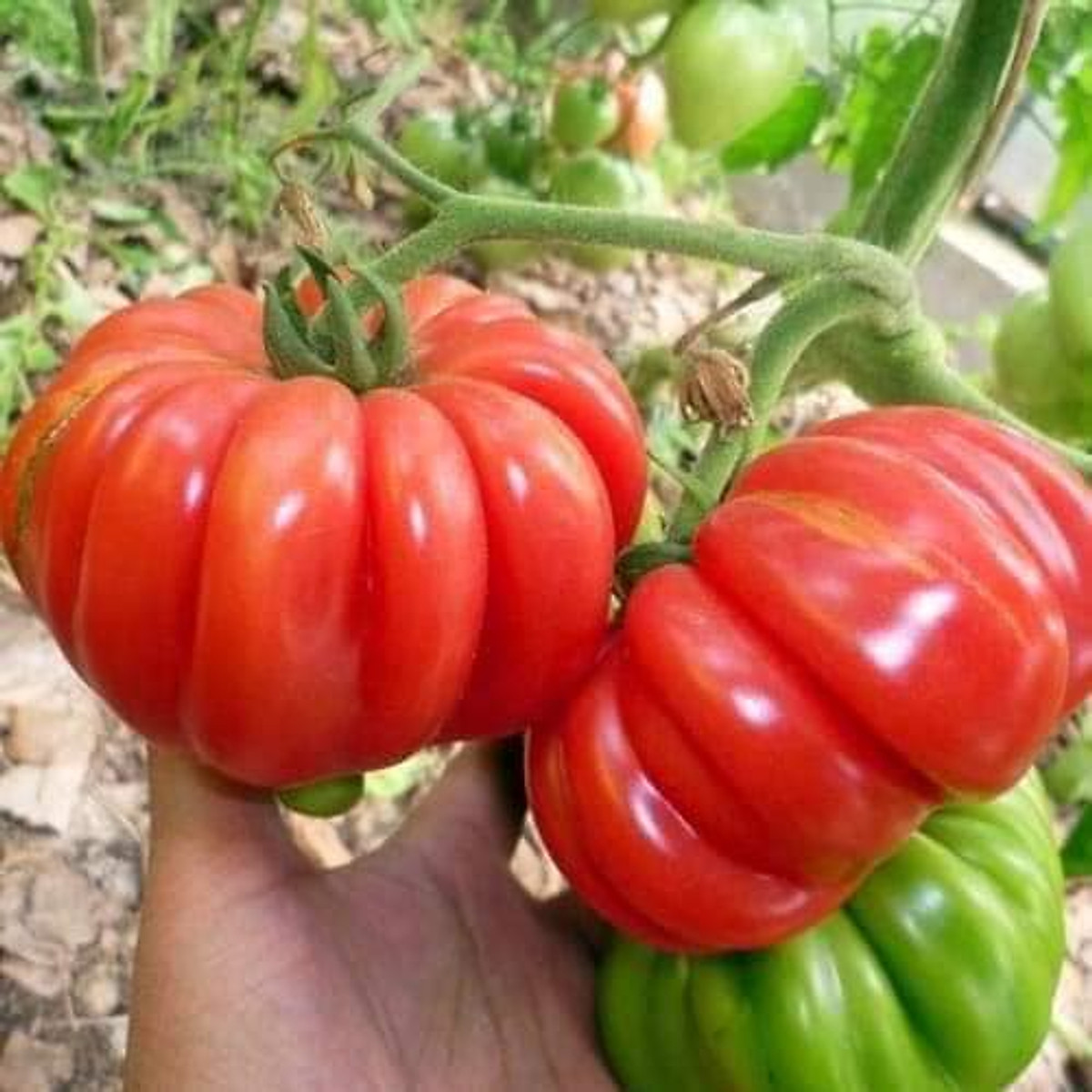 Hạt giống cà chua các loại tự chọn