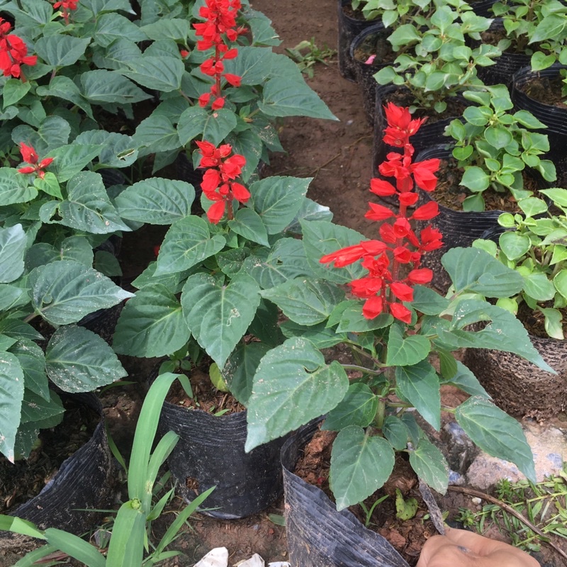 Cây Hoa Xác Pháo Đỏ Trồng Sẵn Đã Có Nụ Và Hoa