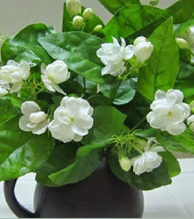 Hạt giống hoa nhài ( hoa lài) - 1 gói 10 hạt