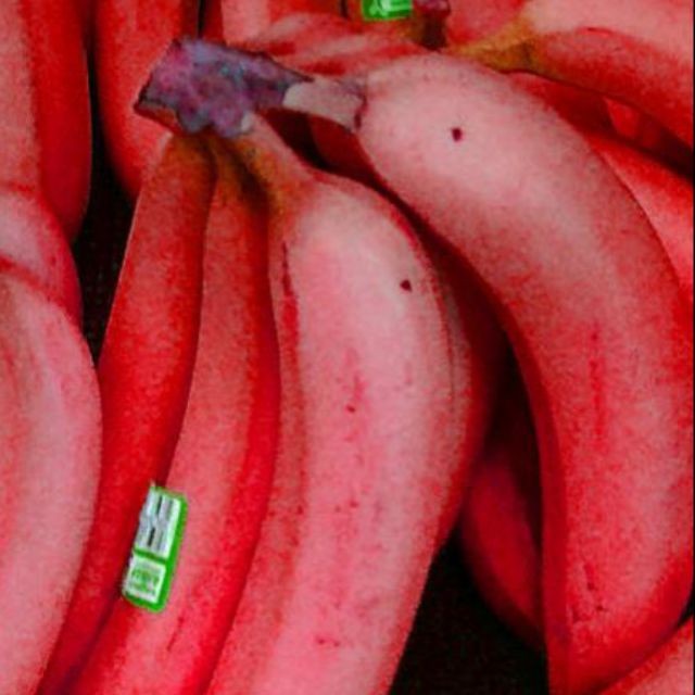 Cây giống chuối đỏ Dacca - C056