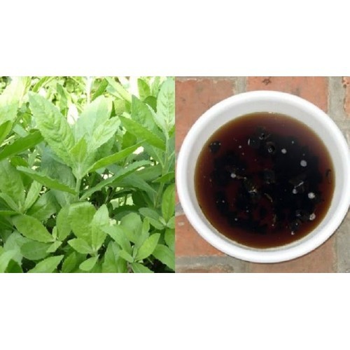 CÂY GIỐNG CÂY CÚC TẦN (CÂY ĐẠI BI , CÂY TỪ BI XANH)