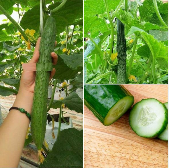 Hạt giống dưa chuột kiếm dài Nhật - ( 1 gói 10 hạt )