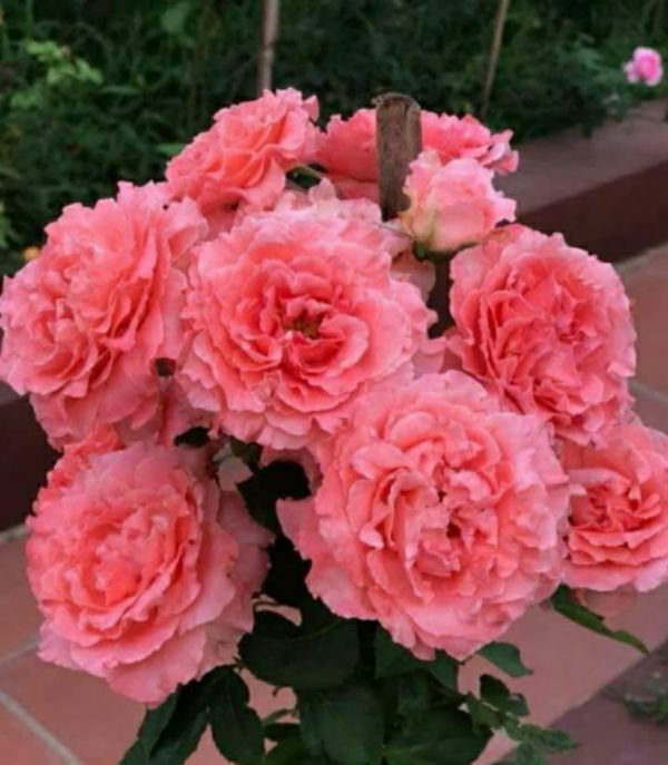 CORAIL GELEE