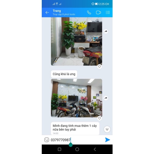 Cây trầu bà cột giả 1 mét 60 siêu to