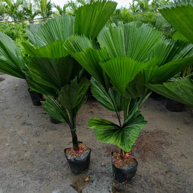 CÂY KÈ NHẬT (CÂY CỌ NHẬT ),CÂY KÈ NHẬT (CÂY CỌ NHẬT ) - BẦU CÂY GIỐNG