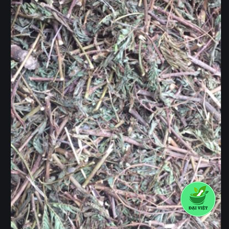 Cây xấu hổ (mắc cỡ) - 1kg khô DV145