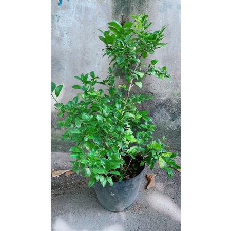 Chanh Tứ Quý Lớn