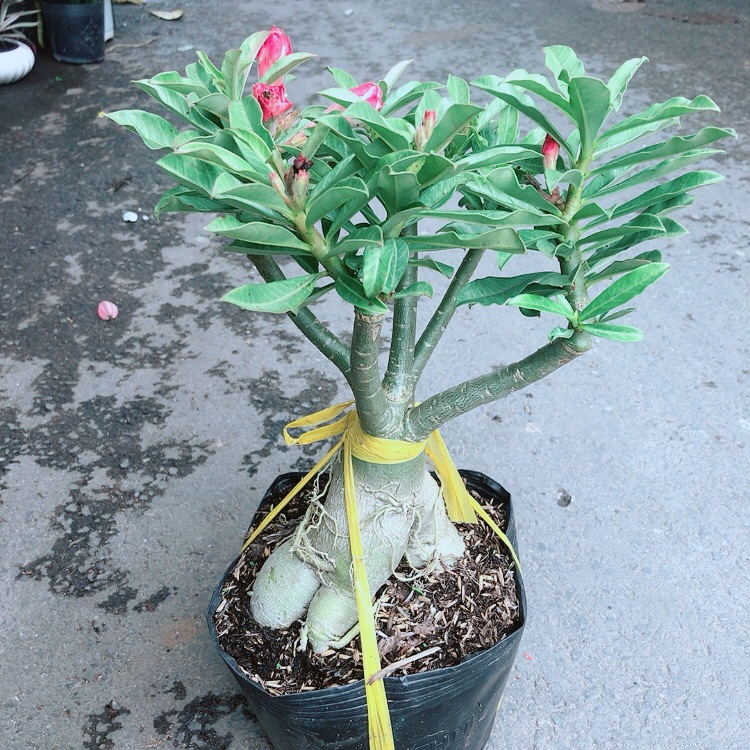 Cây sứ thái kép