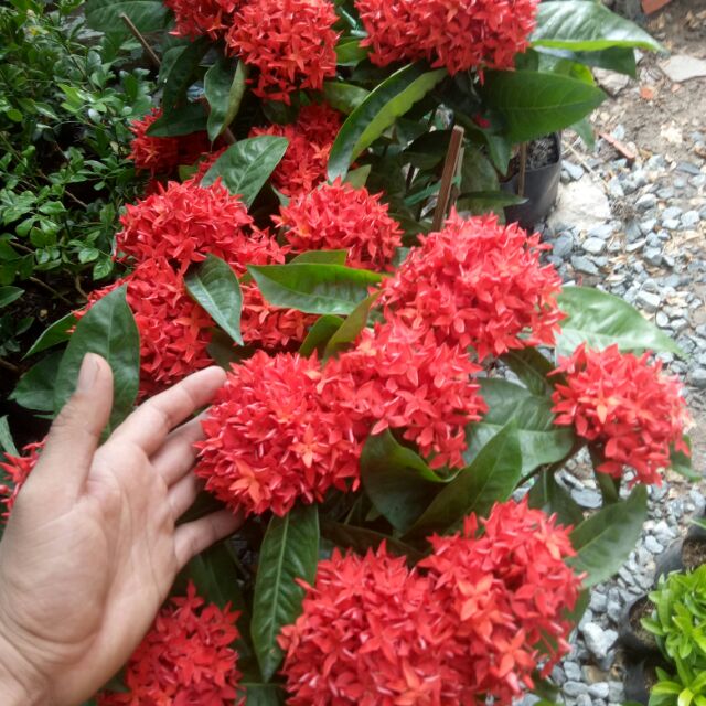 cây mẫu đơn mỹ hoa đỏ hoa hồng