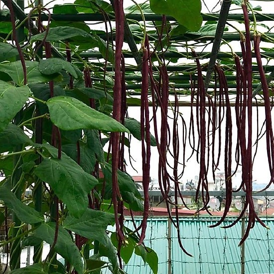 Hạt Đậu Đũa Tím Sai Trái (10gr)