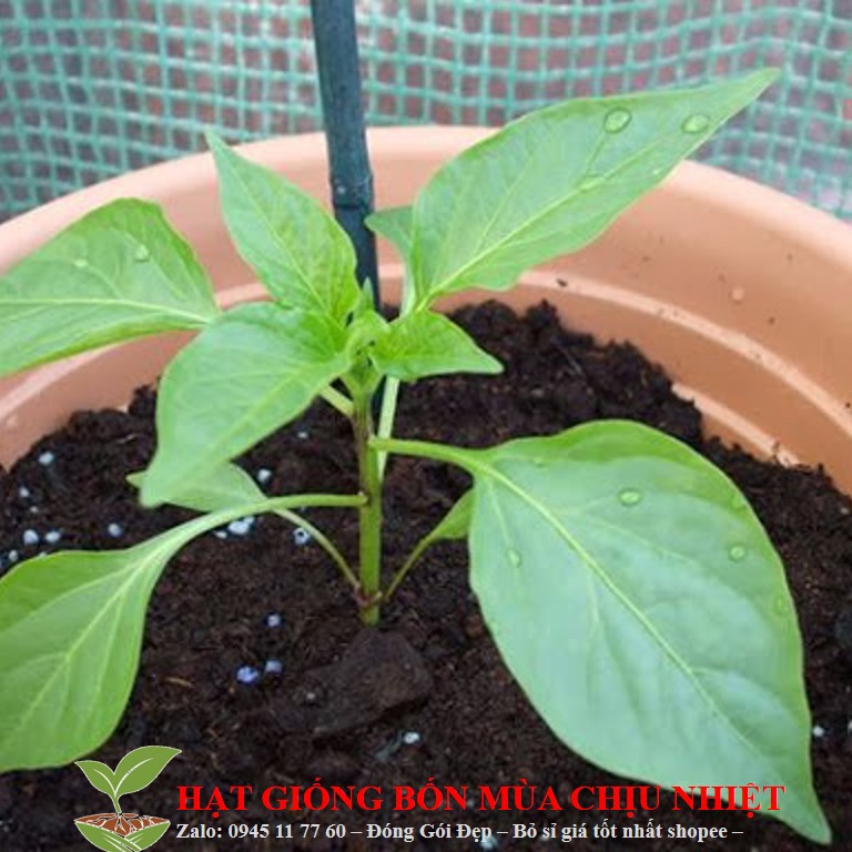HG17A Hạt giông ớt dài hàn quốc 10 hạt