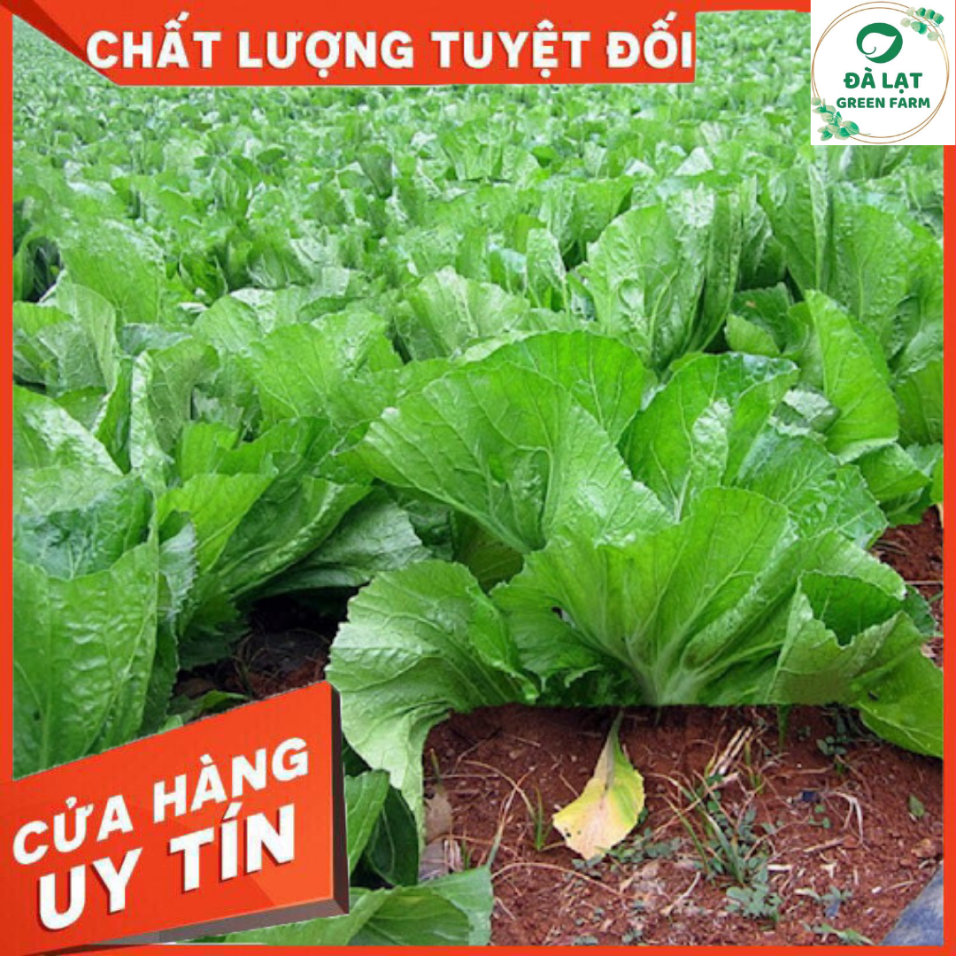 20GR_HẠT GIỐNG CẢI BẸ DƯA (NẢY MẦM CHUẨN)