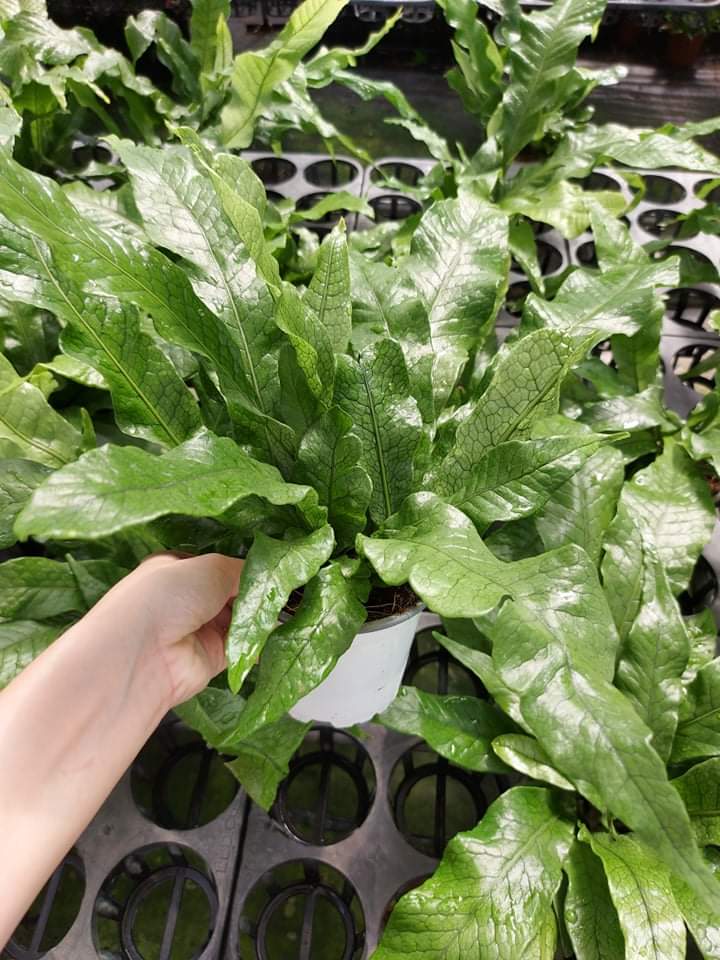 Dương Xỉ cá sấu, vân lá lạ mắt