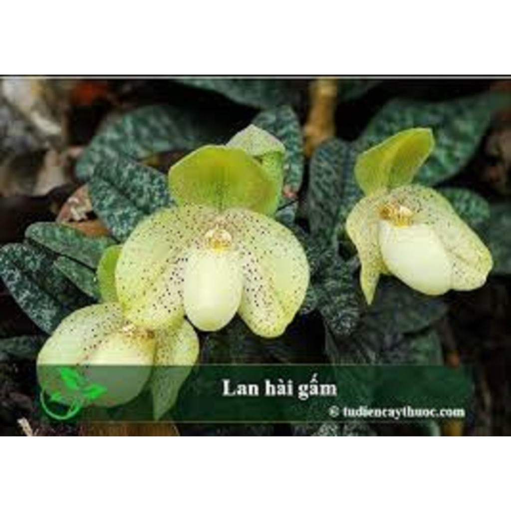 [Chuẩn Giống F1] COMBO 5 CÂY LAN HÀI GẤM VÀNG RỪNG NGHỆ AN