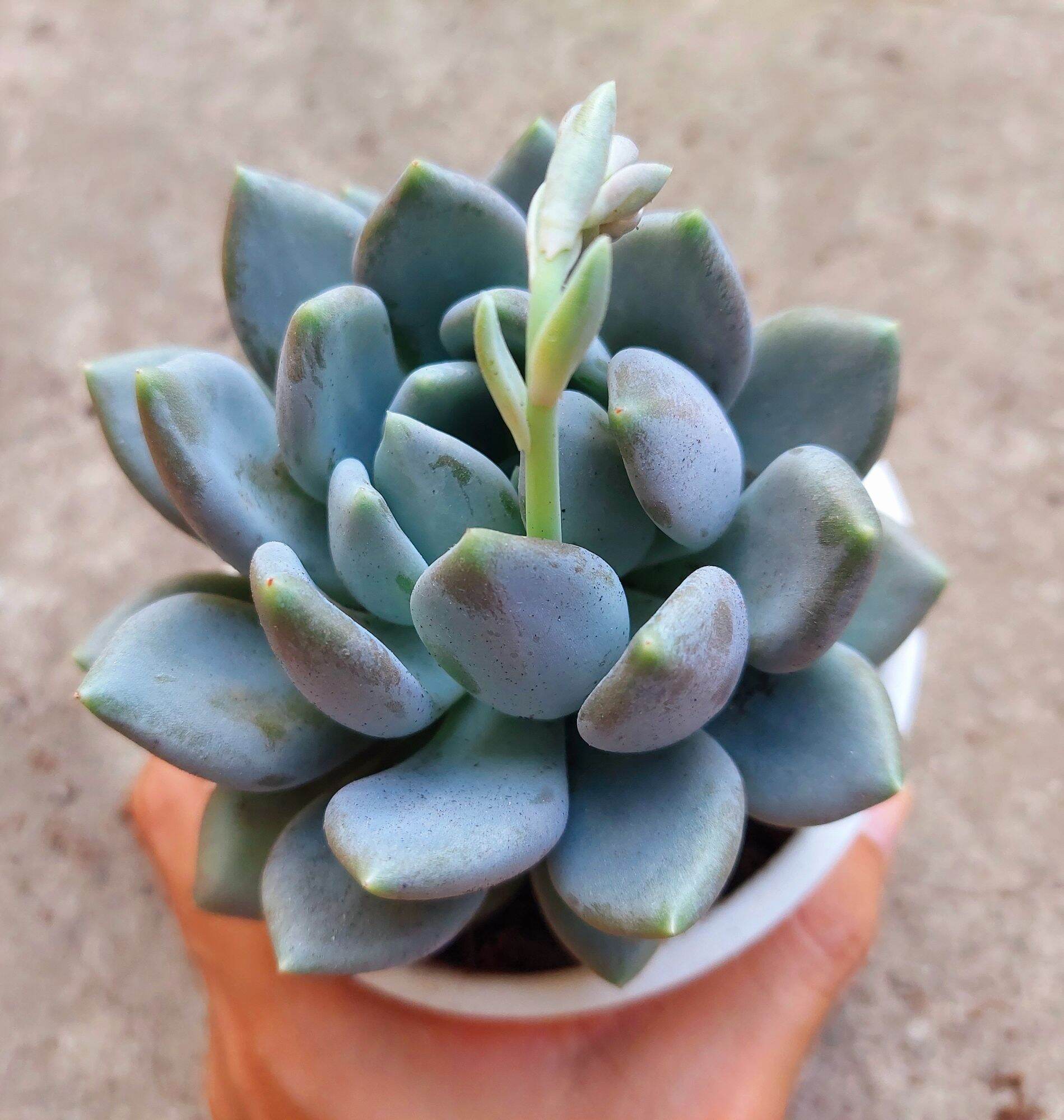 Sen đá SỎI XANH size trung 8-10 cm