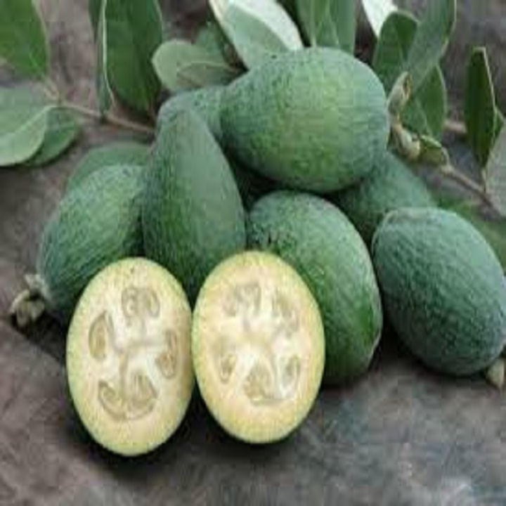 CÂY GIỐNG ỔI DỨA SIÊU QUẢ SIÊU KINH TẾ
