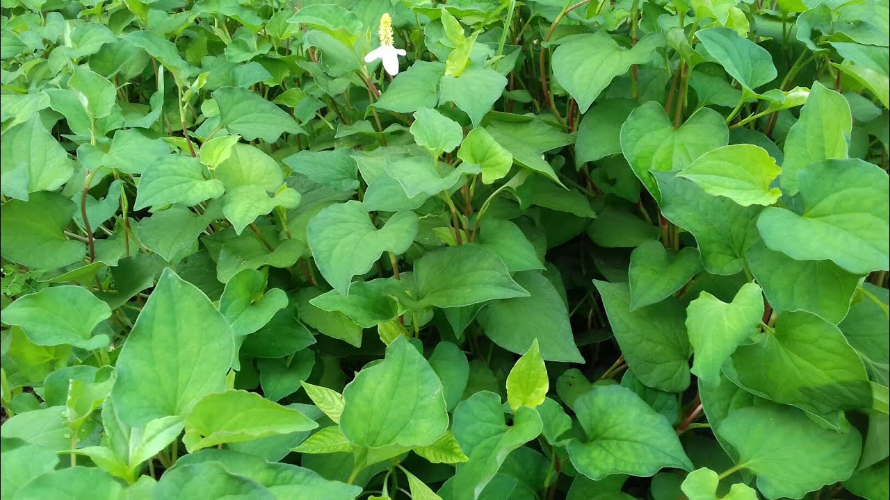 Hạt giống rau diếp cá - 1 gói 50 hạt