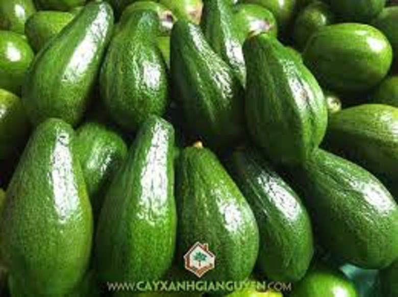[Học Viên Nông Nghiệp I ] CÂY GIỐNG BƠ SÁP XANH