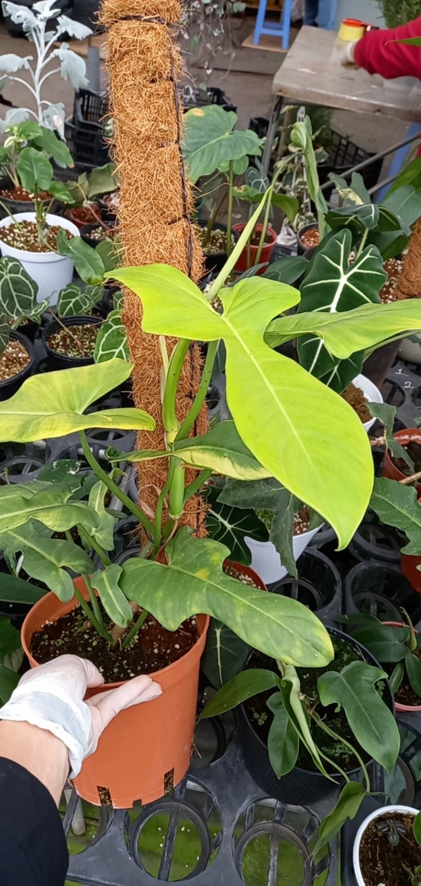 Trụ xơ dừa trồng cây
